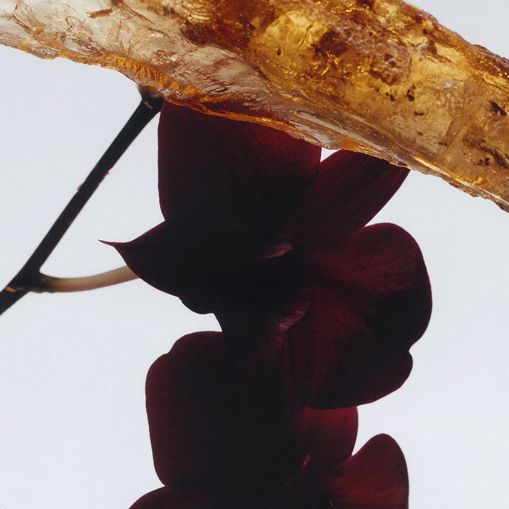 Jo Malone Dark Amber & Ginger Lily Cologne Intense 3.4 Ounces