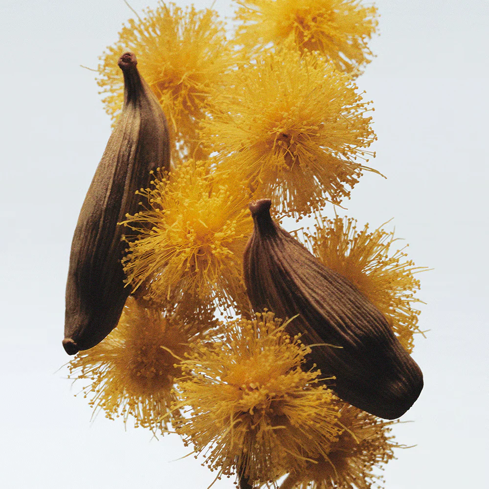 JO MALONE MIMOSA & CARDAMOM COLOGNE SPRAY (NEW WITH BOX & SEALED)