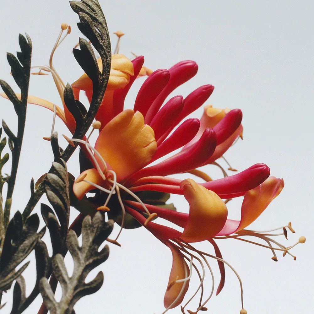 Jo Malone London Honeysuckle and Davana Cologne 100ml