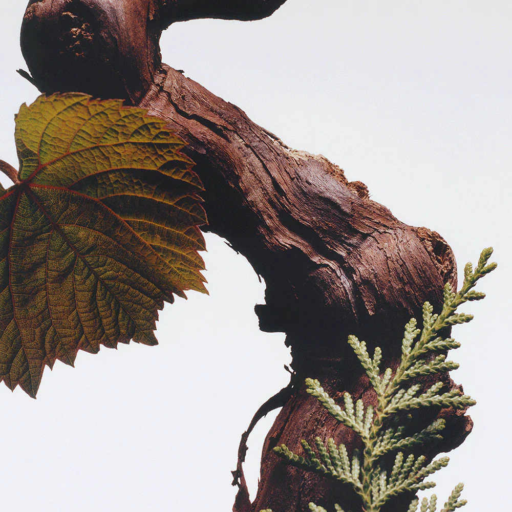 Jo Malone London Cypress and Grapevine Cologne Intense 100ml